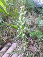 Dactylorhiza viridis