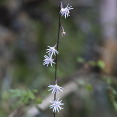 Ainsliaea latifolia