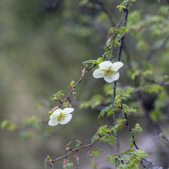 Rosa sericea
