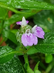 Rostellularia obtusa