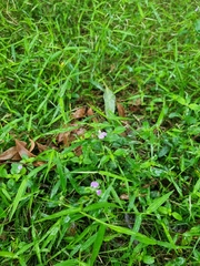 Rostellularia obtusa