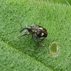 Mogulones asperifoliarum