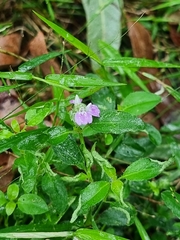 Rostellularia obtusa