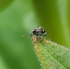 Mogulones asperifoliarum