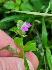 Rostellularia obtusa