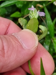 Rostellularia obtusa