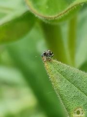 Mogulones asperifoliarum