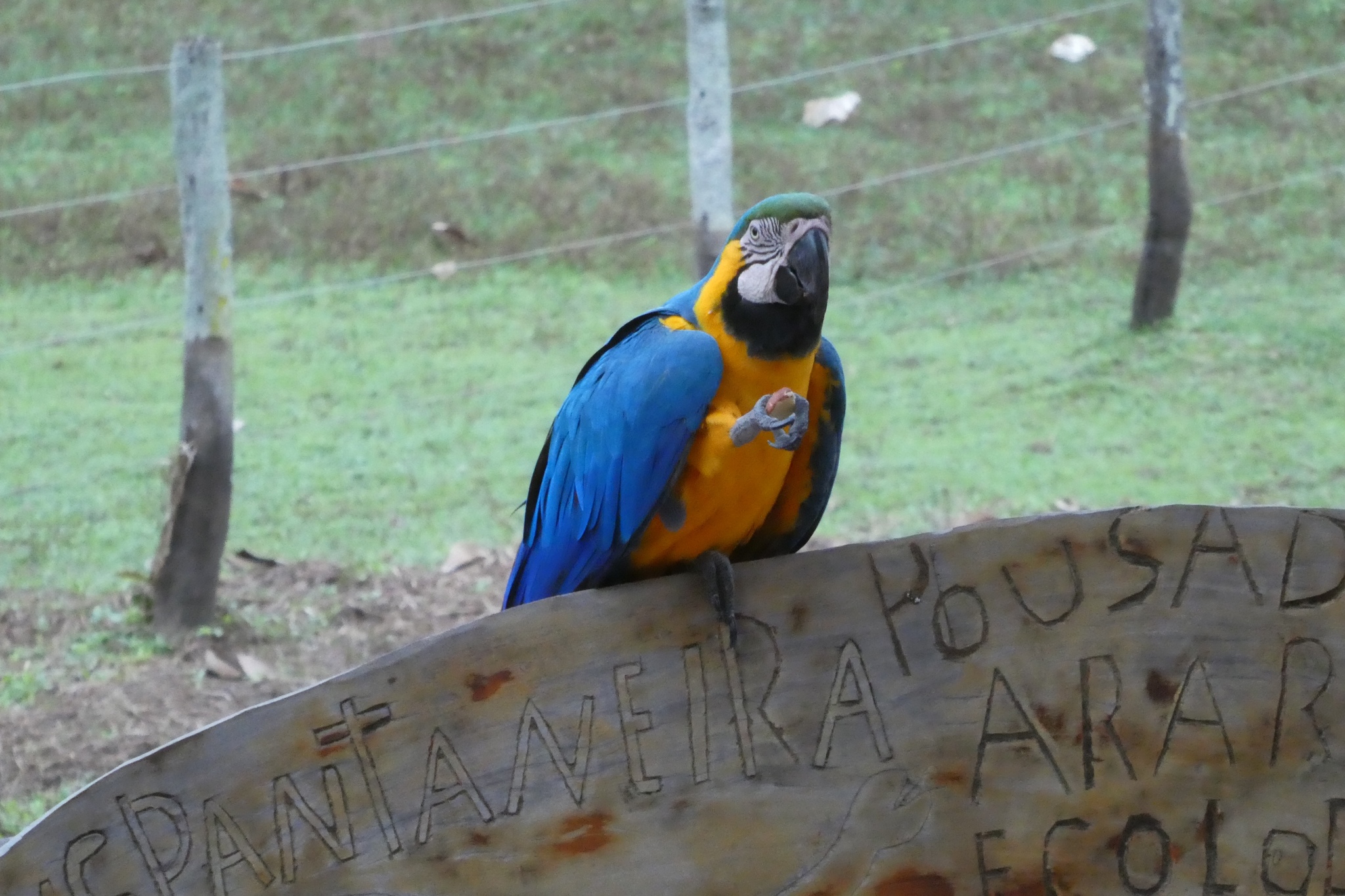 Blue-and-yellow Macaw