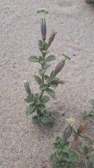 Silene succulenta corsica