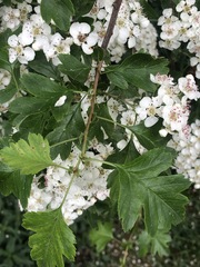 Crataegus monogyna