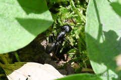Camponotus japonicus
