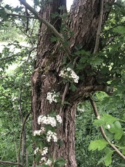 Crataegus monogyna
