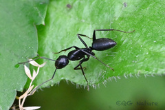 Camponotus japonicus