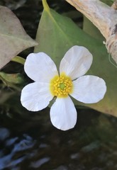 Ranunculus pseudofluitans