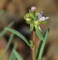 Linaria arvensis