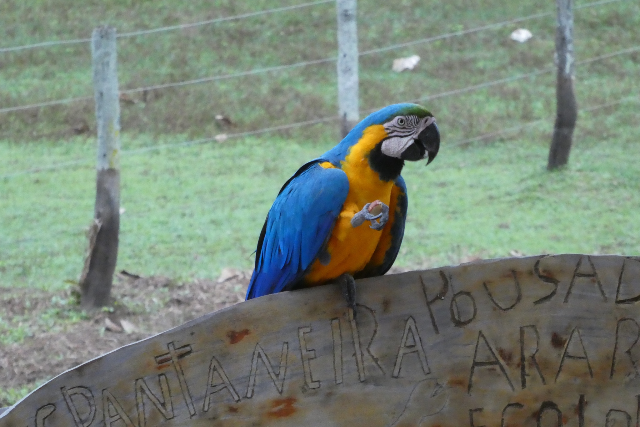 Blue-and-yellow Macaw