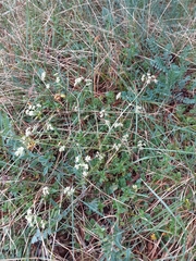 Seseli montanum