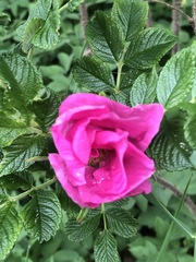 Rosa rugosa