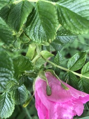 Rosa rugosa