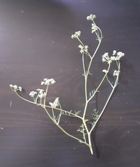 Seseli montanum