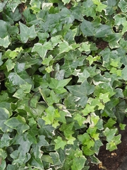 Hedera helix