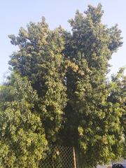 Brachychiton populneus