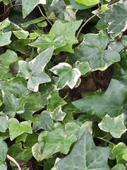 Hedera helix