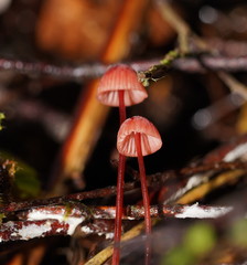 Mycena toyerlaricola