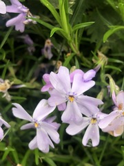 Phlox subulata