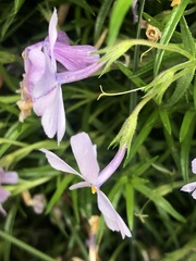 Phlox subulata