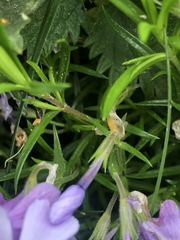 Phlox subulata