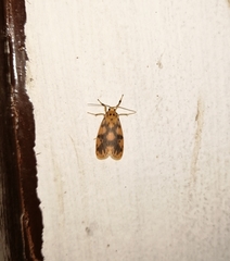 Miltochrista rubricosa