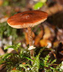 Conocybe filaris