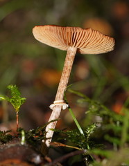 Conocybe filaris
