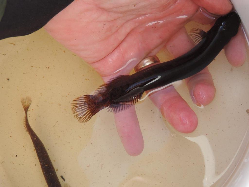 Brown mudfish (Neochanna apoda) — Galaxiidae