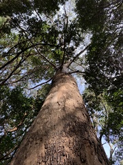 Eucalyptus globulus bicostata