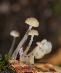 Roridomyces austrororidus