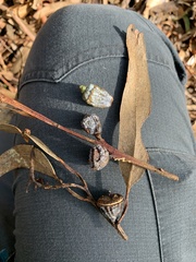 Eucalyptus globulus bicostata