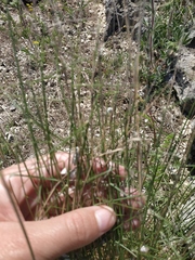 Poa sterilis