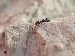 Leptorchestes mutilloides