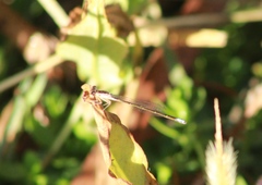 Ischnura denticollis