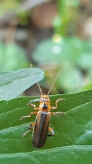 Metacantharis discoidea