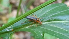 Metacantharis discoidea
