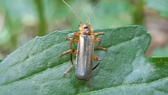 Metacantharis discoidea