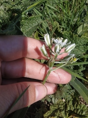 Ornithogalum navaschinii