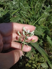 Ornithogalum navaschinii