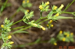 Linum strictum