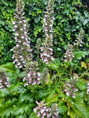 Acanthus mollis