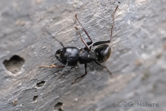 Camponotus japonicus
