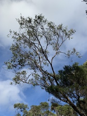 Eucalyptus kitsoniana